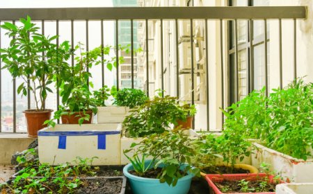 மாடித்தோட்டம் அமைப்பது எப்படி? Terrace Gardening Tips A to Z