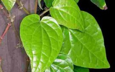 வெற்றிலை நன்மைகள்