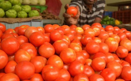 தக்காளி விலை மீண்டும் உச்சம்: கிலோ ரூ.200க்கு விற்பனை.