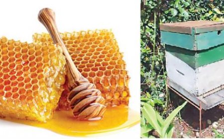 தேனீ வளர்ப்பு