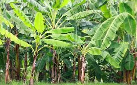 வாழை - Vaazhai