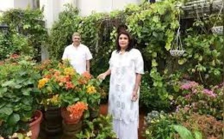 மாடி தோட்டங்கள் - Terrace Gardening in tamil