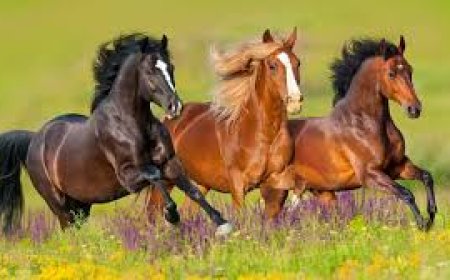 தேசிய குதிரை தினம் – National Horse Day