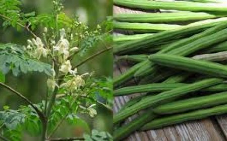 முருங்கை  பயன்கள் - Tamil tips