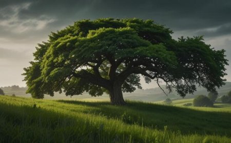 மரத்தின் மௌனம் – Tamil Kavithai