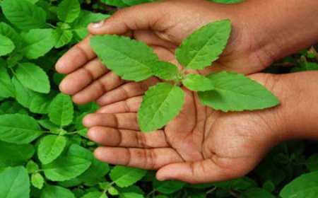 துளசியின் நன்மைகள்/Thulasi Health Benefit in Tamil