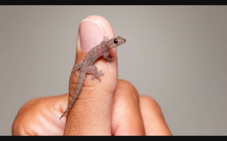 பல்லி விழும் பலன்கள் | Palli vilum palan in Tamil