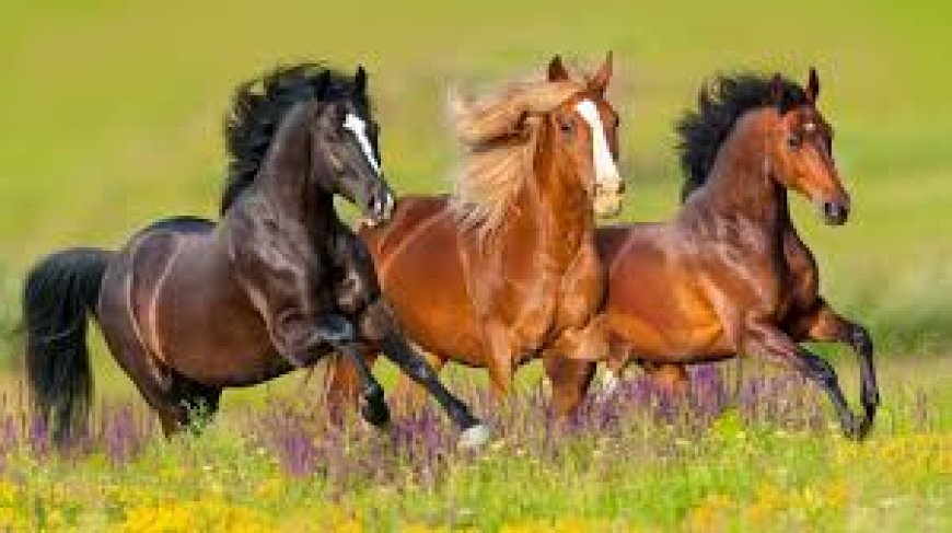 தேசிய குதிரை தினம் – National Horse Day