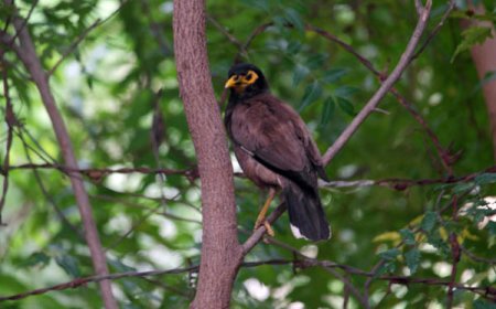 வான வேடிக்கை நகைச்சுவை கதை