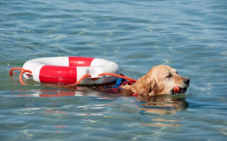 சிறுவனின் துணிச்சல்