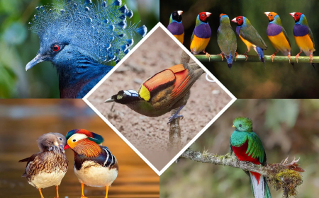 தேசிய பறவை தினம்