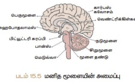 மனித மூளையின் அமைப்பும் பணிகளும்