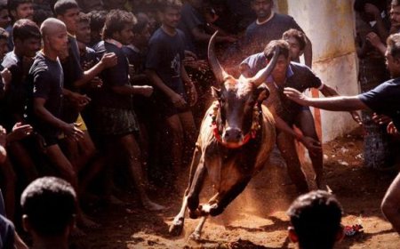 ஜல்லிக்கட்டு தமிழ்நாட்டின் பாரம்பரிய விளையாட்டு