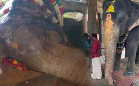 நெல்லையப்பர் கோவில் யானை காந்திமதி உயிரிழப்பு