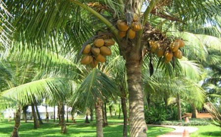 தென்னை மரத்தின் இவ்வளவு நன்மைகளா………