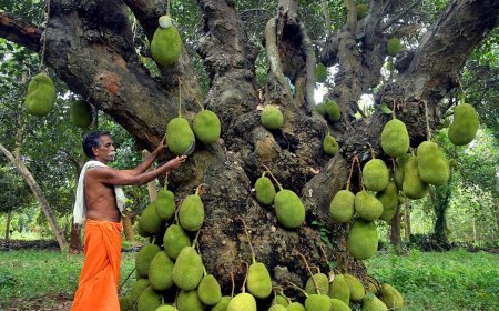 உடலுக்கு பலம் தரும் பலாப்பழத்தின் நன்மைகள்!