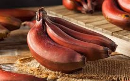 Red Banana: செவ்வாழை பழம் சாப்பிட சரியான நேரம் எது தெரியுமா..? கண்டிப்பா தெரிஞ்சிக்கோங்க!