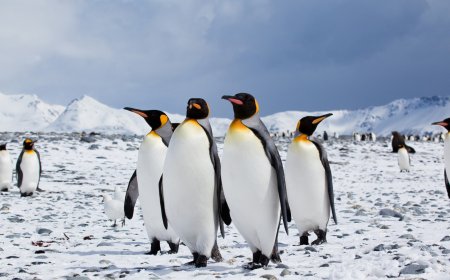 பென்குயின் விழிப்புணர்வு தினம்