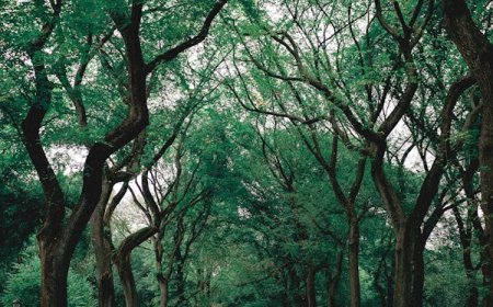 மரங்களும் அதன் முக்கியத்துவமும்