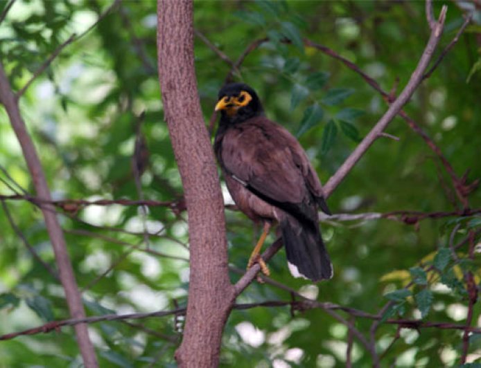 வான வேடிக்கை நகைச்சுவை கதை
