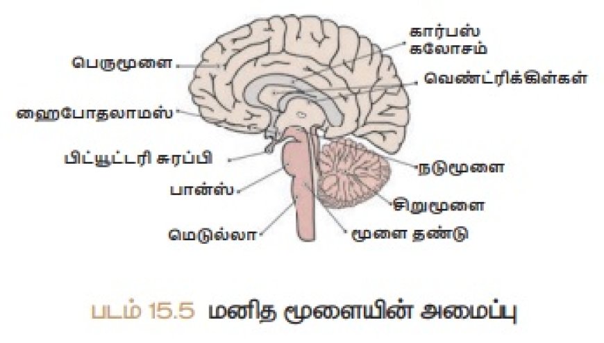 மனித மூளையின் அமைப்பும் பணிகளும்