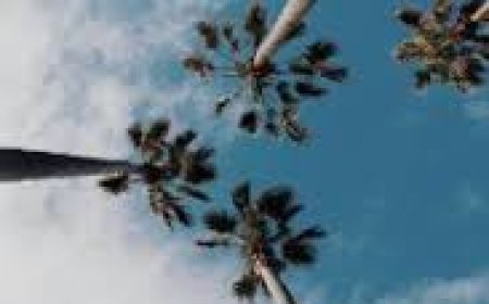 பனை மரத்தின் பயன்கள் | Palm Tree Uses in Tamil