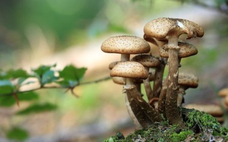 காளான் வளர்ப்பு அதிக மகசூல் பெற சில டிப்ஸ்..! Kalan Valarpu Murai Tamil..!