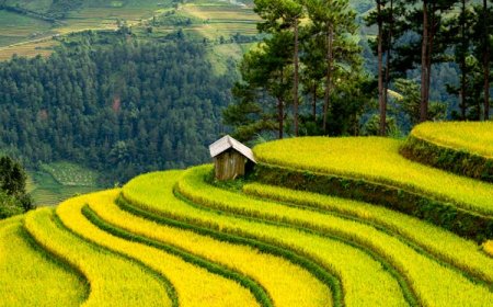 மரம் பற்றி கவிதை...