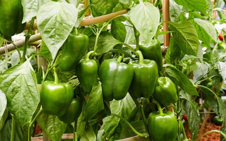 குடைமிளகாய் சாகுபடி முறை மற்றும் பயன்கள்