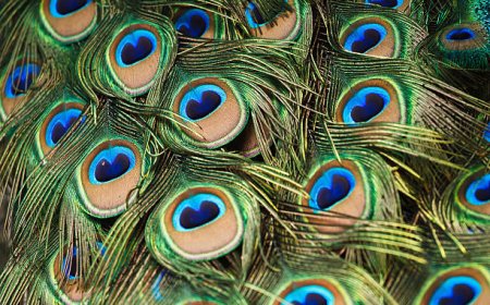 வீட்டில் மயில் இறகு வைத்தால் நல்லதா? ஜோதிடம் கூறுவது என்ன?