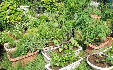 மாடித் தோட்டம் - ஈஸியான செயல்முறை