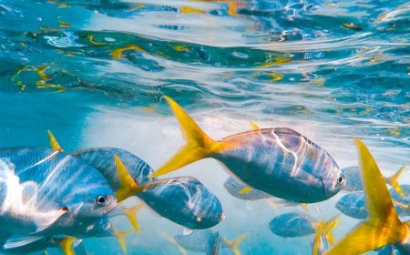 அறிந்துகொள்வோம்: மீன்கள் தூங்குமா? தூங்காதா?