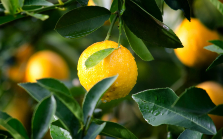 எலுமிச்சை (Lemon) சாகுபடி முறைகள் மற்றும் பயன்கள்