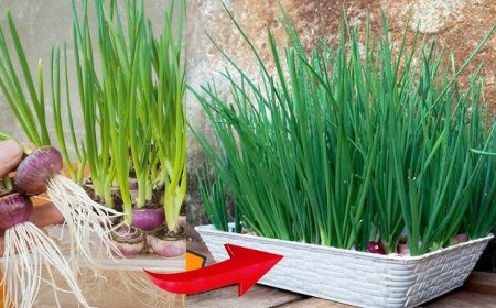 மாடித்தோட்டத்தில் வெங்காயம் பயிரிடும் முறை