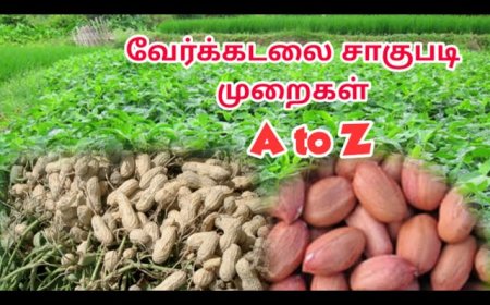 வீட்டில் கொத்து கொத்தாய் வேர்க்கடலை சாகுபடி செய்வதற்கான வழிகள்