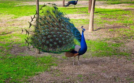 மயில் கவிதை