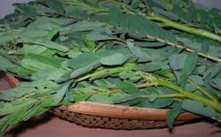 அகத்தி கீரை மருத்துவ குணங்கள்