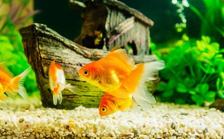 மீன் வளர்ப்புக்கு தெர்மாகோல் பெட்டி, பிளாஸ்டிக் டப் போதும்; கண்ணாடி தொட்டி அவசியமில்லை