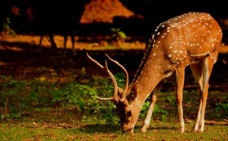 அழகு மட்டும் போதாது