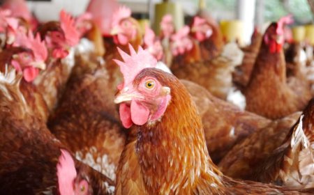 கால்நடை பராமரிப்பு – கோழி வளர்ப்பு முறை