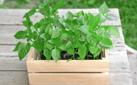 தளதளன்னு புதினா செடி வளர வளர என்ன செய்யணுமுன்னு தெரியுமா.?