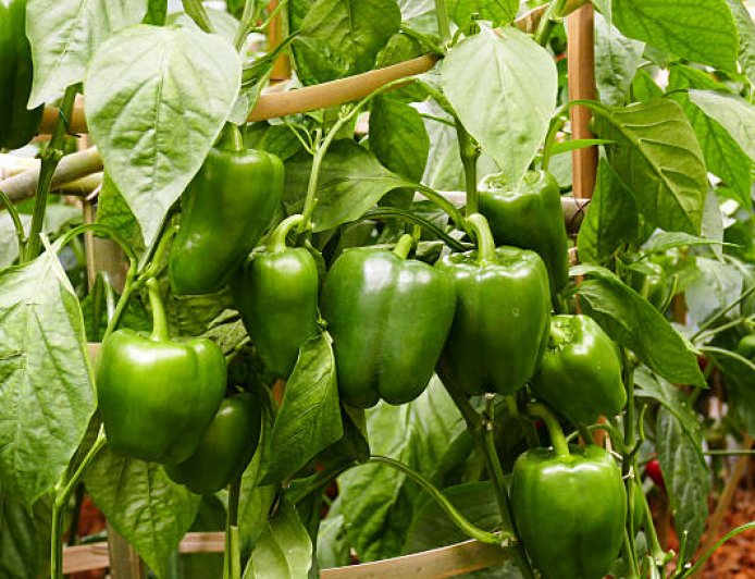 குடைமிளகாய் சாகுபடி முறை மற்றும் பயன்கள்