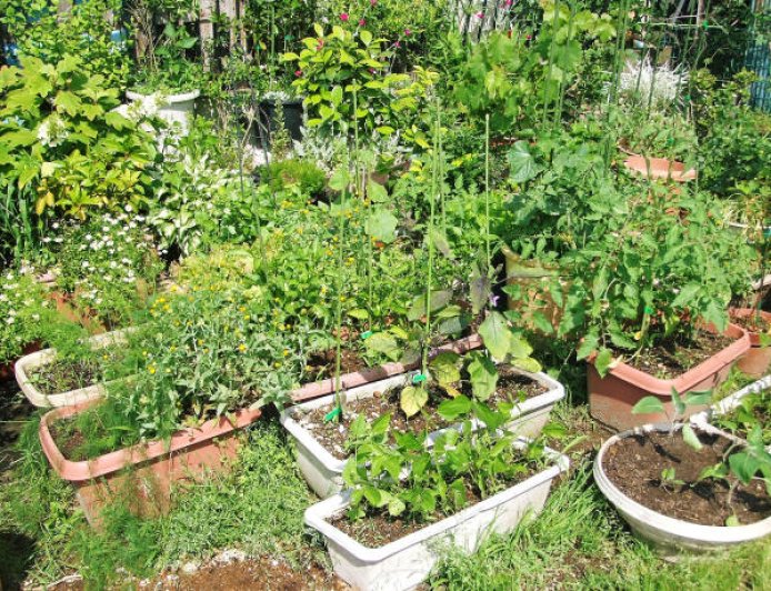 மாடித் தோட்டம் - ஈஸியான செயல்முறை