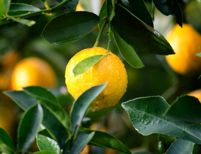 எலுமிச்சை (Lemon) சாகுபடி முறைகள் மற்றும் பயன்கள்