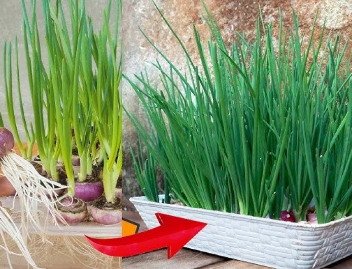 மாடித்தோட்டத்தில் வெங்காயம் பயிரிடும் முறை