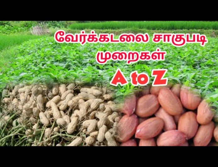 வீட்டில் கொத்து கொத்தாய் வேர்க்கடலை சாகுபடி செய்வதற்கான வழிகள்