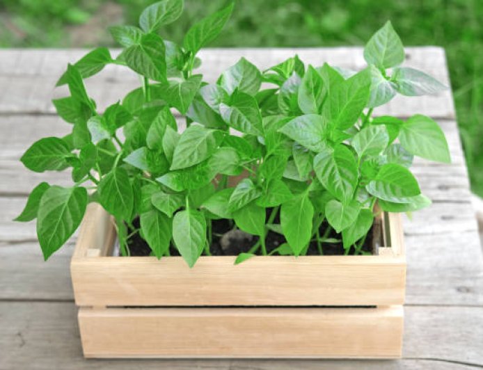 தளதளன்னு புதினா செடி வளர வளர என்ன செய்யணுமுன்னு தெரியுமா.?