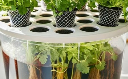 மண்ணில்லா விவசாயம் | ஹைட்ரோபோனிக்ஸ் விவசாயம் | Hydroponics Method in Tamil