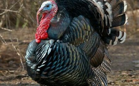 வான்கோழிகளை வளர்ப்பது: ஒரு தொடக்க வழிகாட்டி