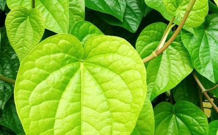 சர்க்கரை நோய் & மூட்டு வலிக்கு வெற்றிலையுடன் இந்த ஒரு பொருளை கலந்து சாப்பிடுங்கள்